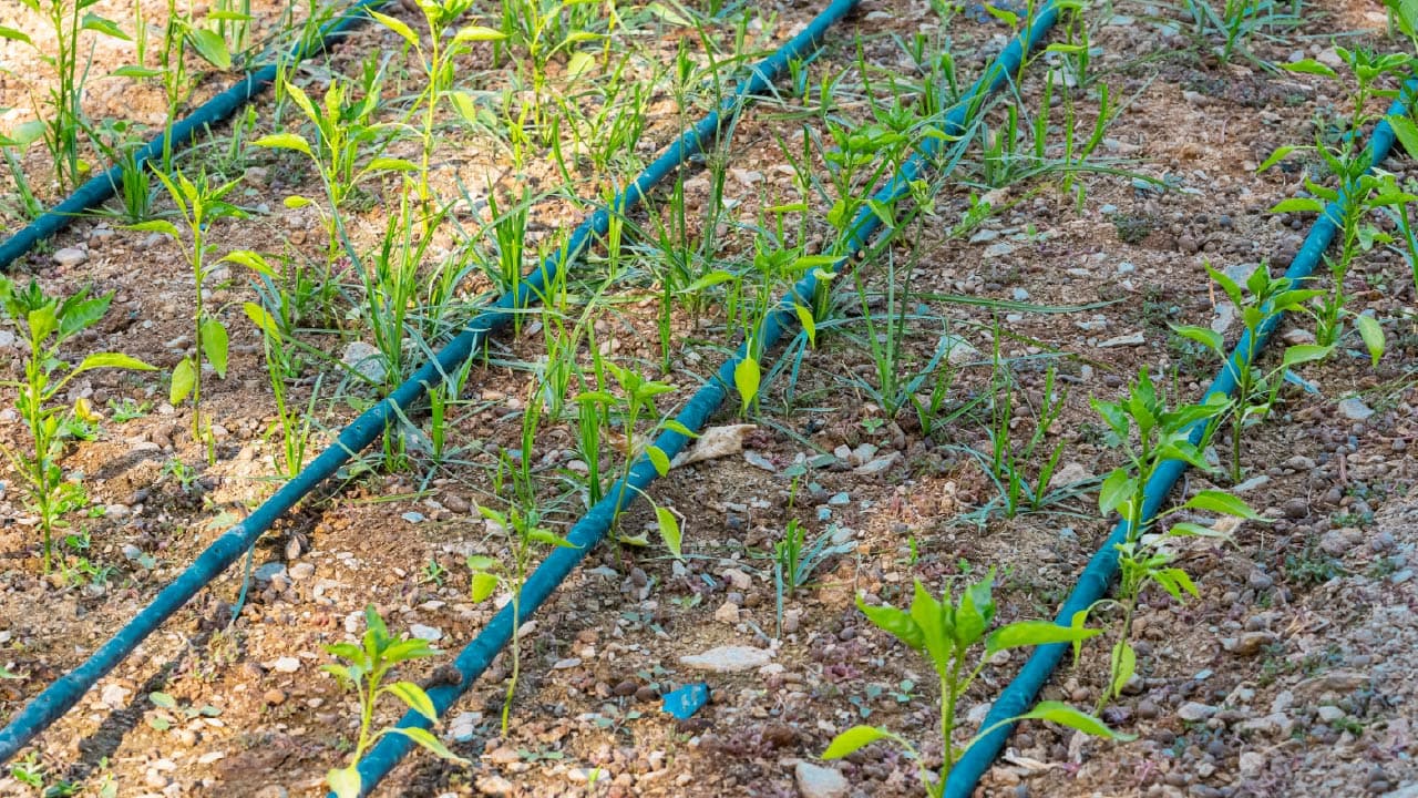 Top Drip Irrigation Systems for Vegetable Gardens