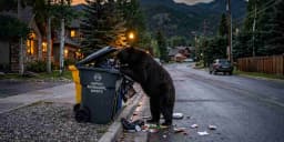 Colorado Bear Reports Are Up 68%. The Rules Haven't ...
