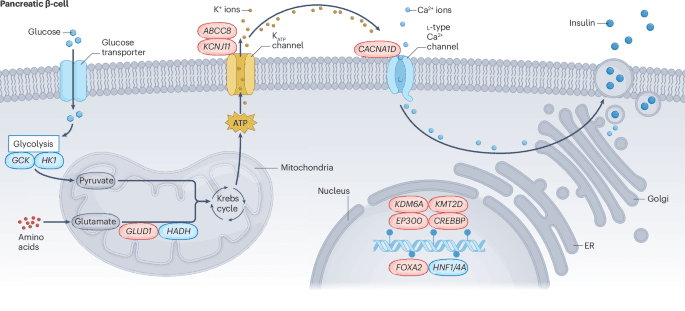 The effect of hypoglycaemia on neurodevelopment: insights from congenital hyperinsulinism | Nature Reviews Endocrinology