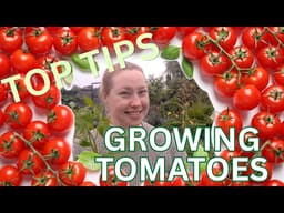 Do This = Get More Tomatoes! Tips For Growing Tomatoes For Beginners