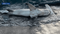 Killed for fins and photos? Hammerhead sharks found dead on Florida beaches