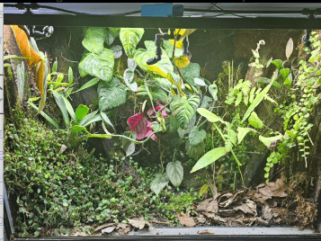 Choosing The Right Dart Frog Vivarium Size