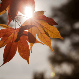 What to Grow in October: October Gardening Guide