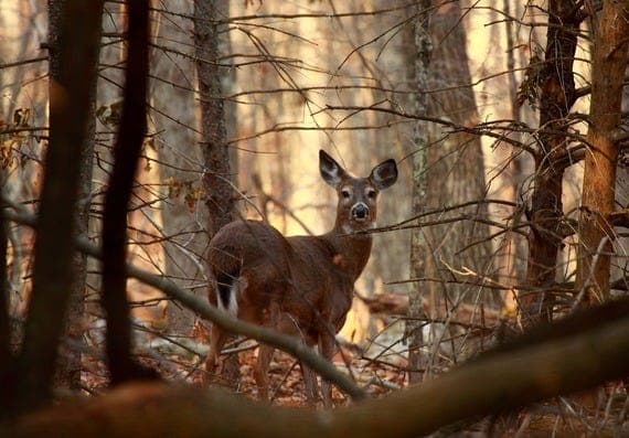Maximize Your Deer Season: Apply by July 30