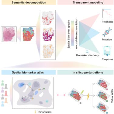 Spatial biomarker discovery via interpretable semantic ...