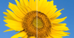 Free AI 4K Upscale Tool | Adobe Firefly