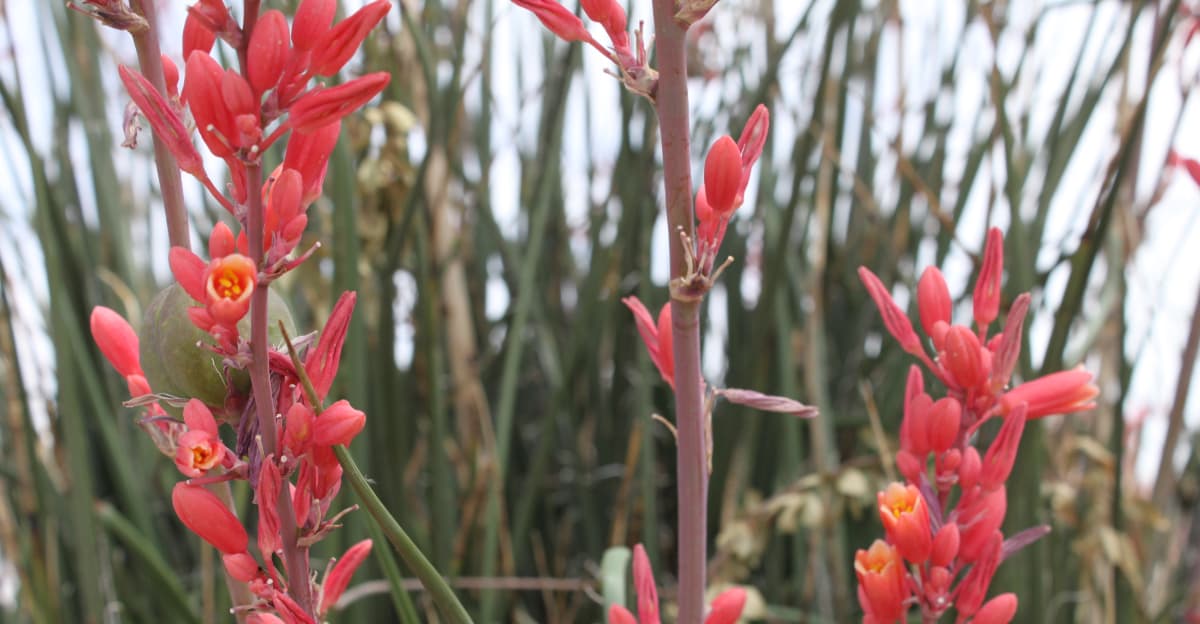 The Easy-Care Arizona Plant That Keeps Blooming Through The Hottest Months