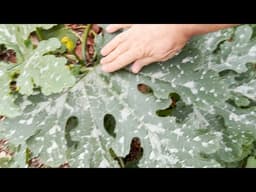 The Secret to Low-Maintenance, High-Yield Vegetable Gardening
