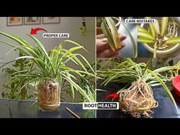 How to grow Spider Plant in water ?
