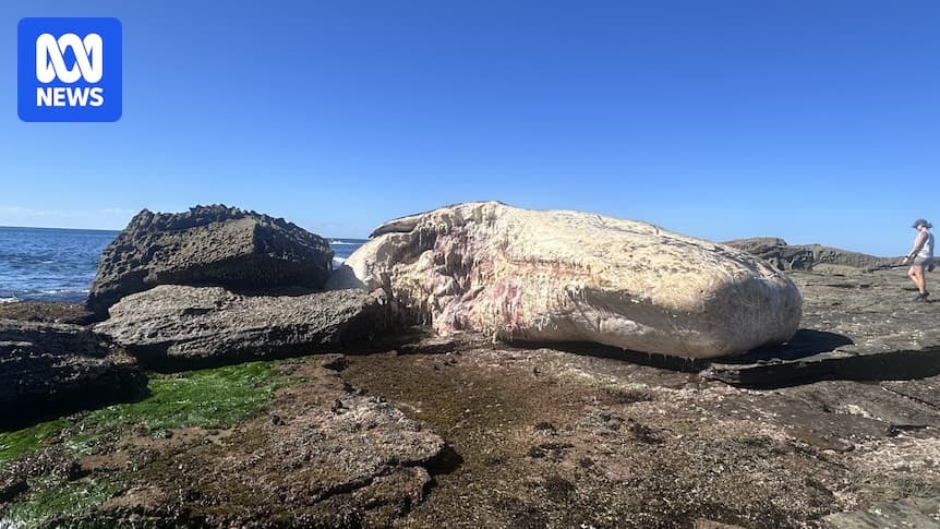 Sydney beaches to remain closed for days due to decomposing whale carcass attracting sharks - ABC News