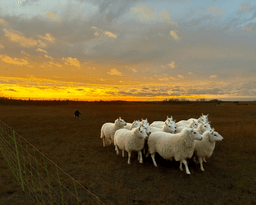 Sheep Return to Saskatoon Natural Grasslands as ...