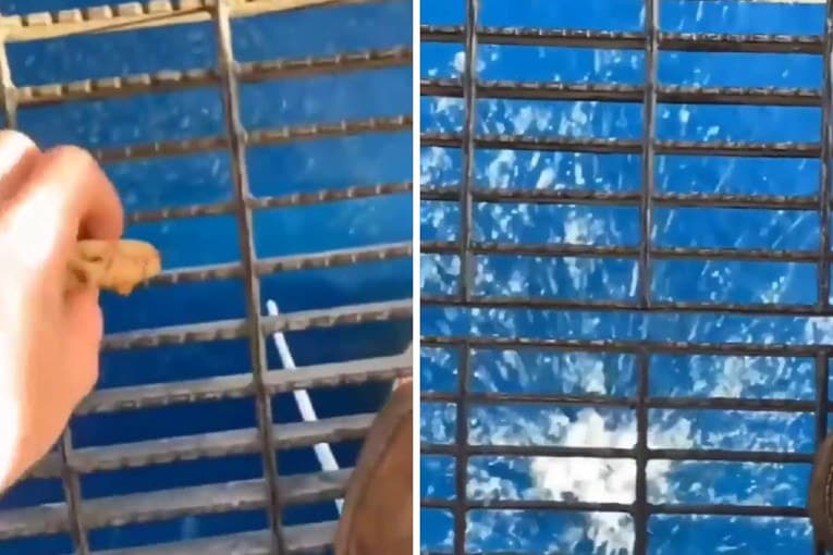 A worker tossed a scrap of food off an oil platform and the ocean’s reaction horrified the internet