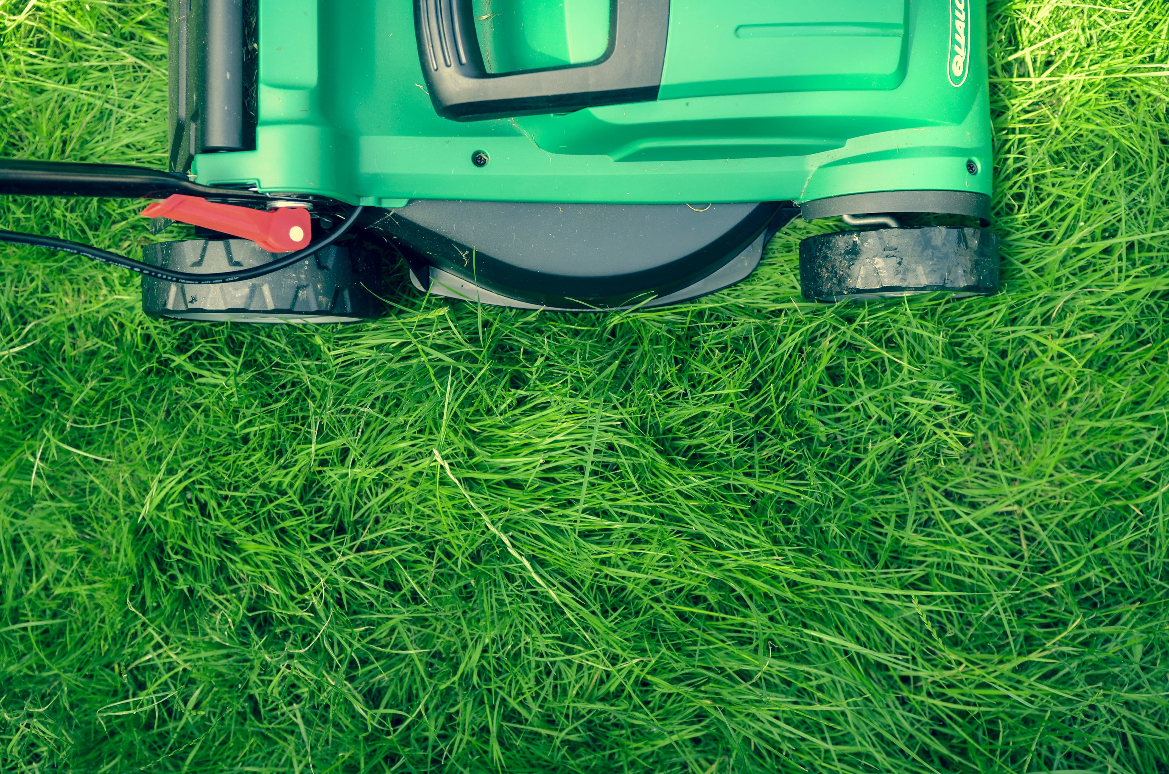 Letter: Try Replacing Part of Your Lawn With Native Plants This Fall
