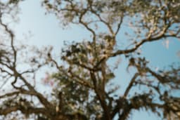 The Cottonwood Standing by the Highway