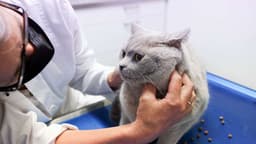 Tierarzt kaum noch zu bezahlen: Haustiere werden zum Luxus