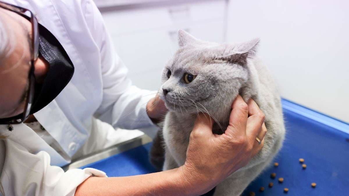Veterinary cost pressure and high-cost treatment drivers persist