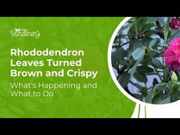 Rhododendron Leaves Brown and Crispy After Winter Here's Why (And What to Do)