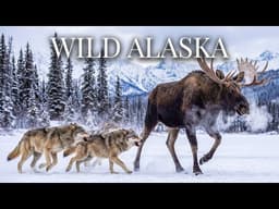 WILD ALASKA | The Terrifying Reality of Alaska They Hide from Tourists | 4K Documentary