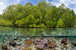 Global study identifies urgent blue carbon priorities in the fight against climate change - Ocean Decade