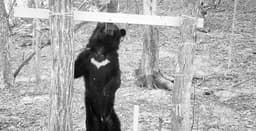 Ministry deploys hundreds of cameras to count bear ...