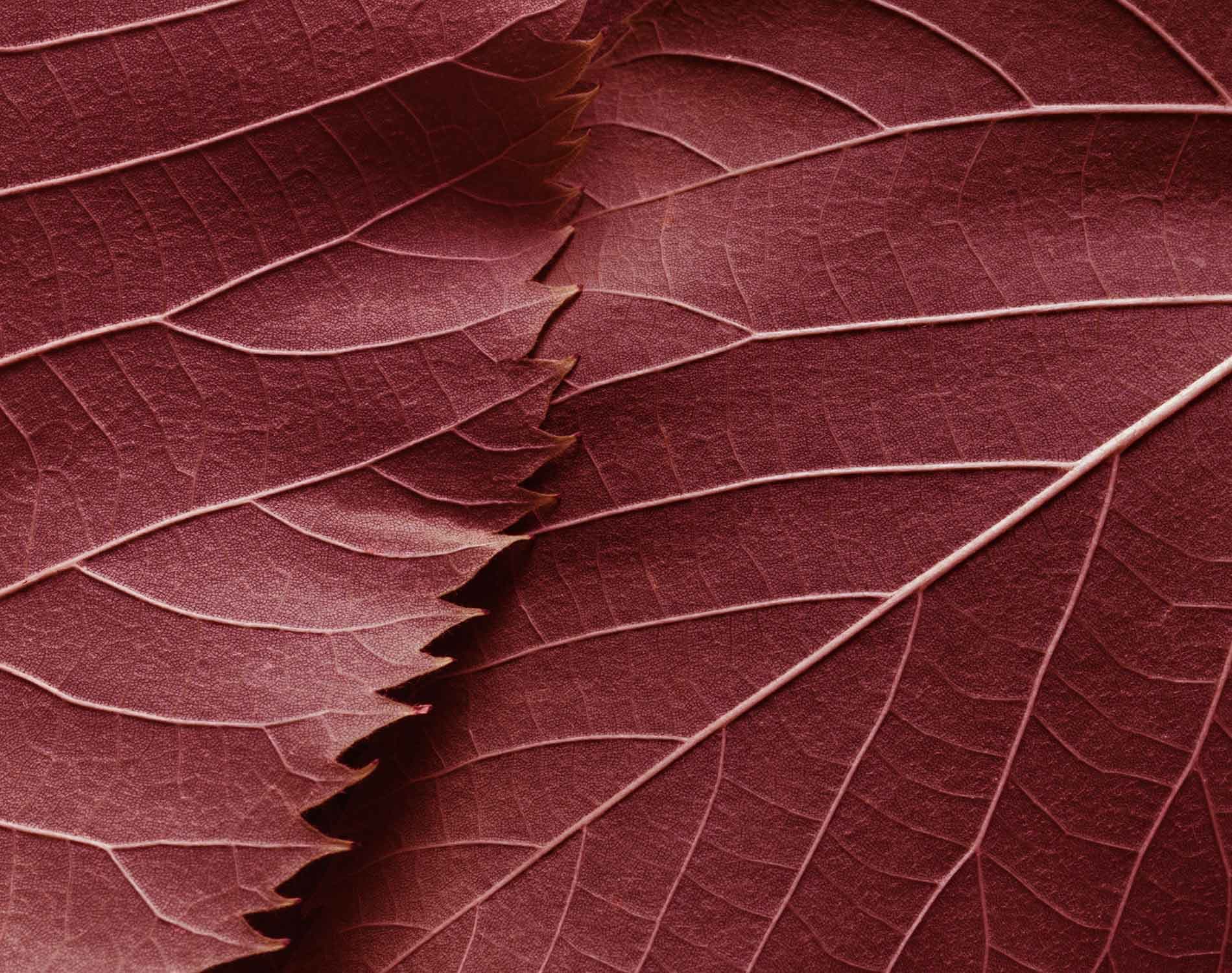 
	Dentons - Executive Order 14398 – Addressing DEI Discrimination by Federal Contractors
