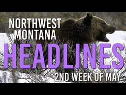 Grizzly Bear Attack Investigation, School Levy Fallout & West Glacier Work Camp