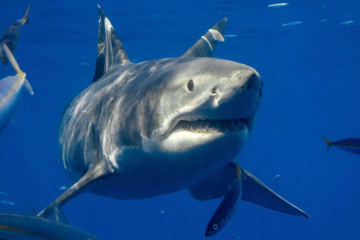 A Daring Rescue of a Great White Shark