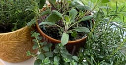 Herb Companion Planting: What Grows Well Together?