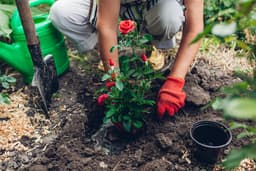 How to Plant Shrubs