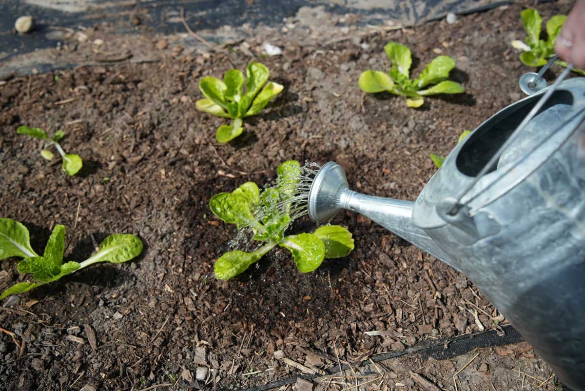 Should I Water My Garden Every Day? The Simple Guide to Watering Your ...