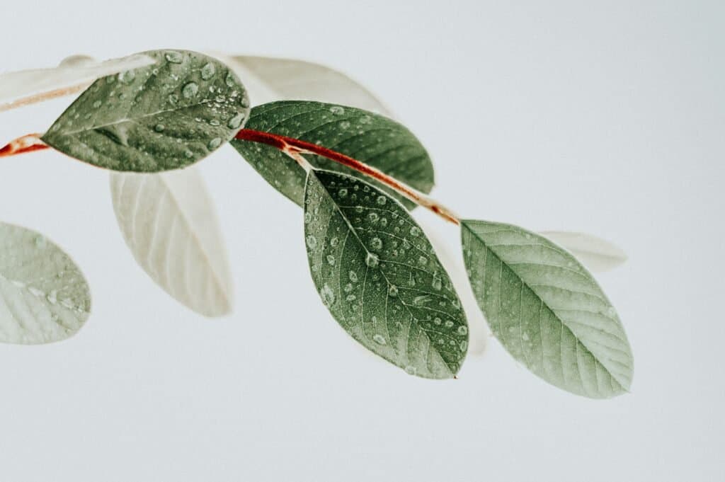 How to Clean Houseplant Leaves (and Why It Actually Matters)