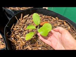 How Do You Grow Giant Eggplants in Containers?