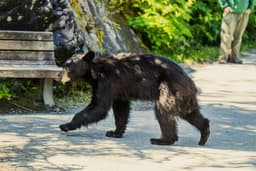 'Rare' bear attack leaves California couple protecting dogs ...