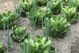 Heat Proofing Your Vegetable Garden