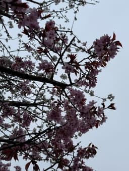 Reading China’s 15th 5-Year Plan - prof serious