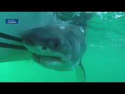 Sharks used as ocean sensors to aid hurricane research