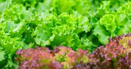 FDA cyclospora investigation: Parasite detected at Mexican farm linked to massive lettuce outbreak