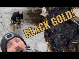 Foraging 'Black Gold': How to Find Chaga & Brew it With Coffee