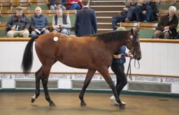 Blue Point Colt Tops First Day of Tattersalls October Book 2