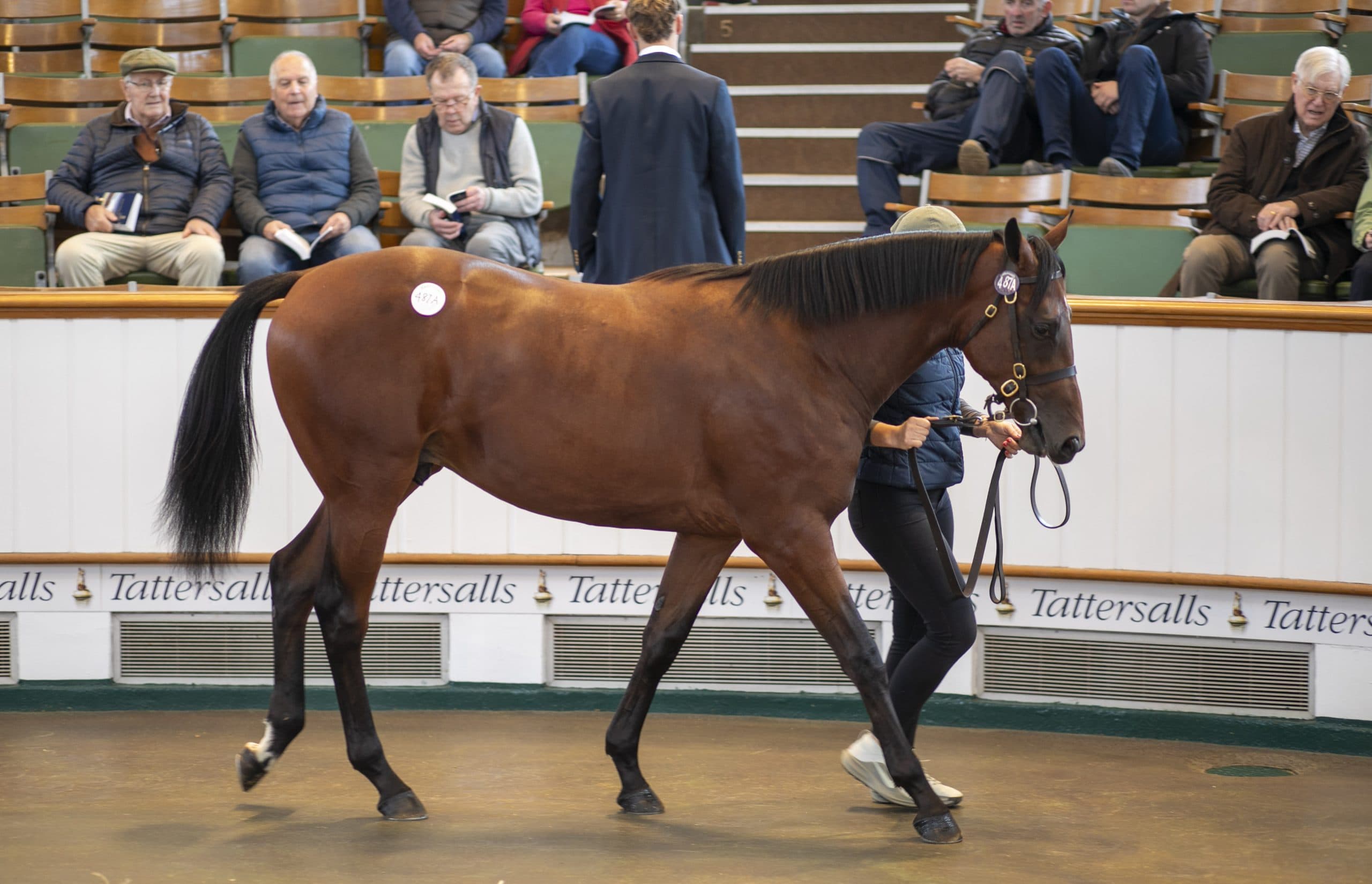 Blue Point Colt Tops First Day of Tattersalls October Book 2