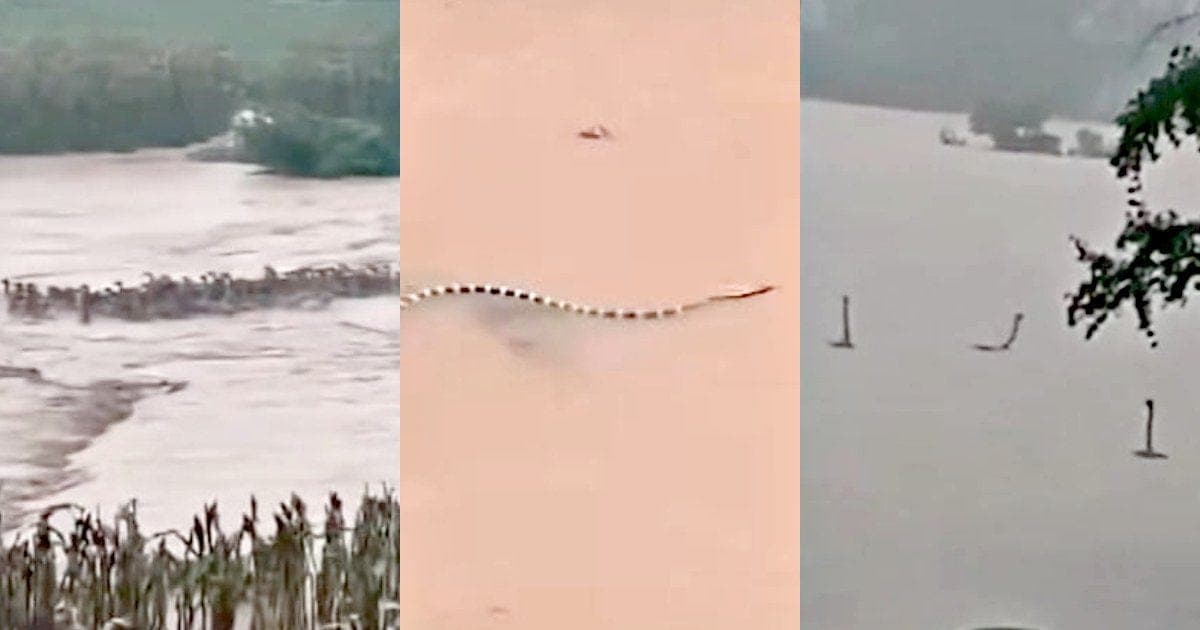 HORROR: Chinese Village Flooded – Then Came Alligators and Venomous Snakes by the Hundreds (VIDEOS)