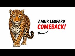 Inside America's Effort to Save the World's Rarest Leopard | Amur Leopard Crisis