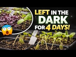 I Left My Seedlings in the Dark for 4 Days… Here’s What Happened