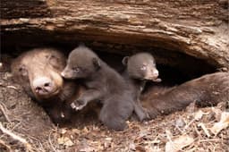Virtual Program Explores Missouri's Growing Black Bear ...