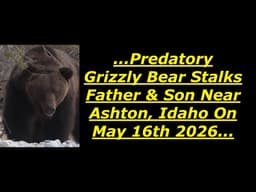 Scary Bear Attacks: On May 16th, 2026, Predatory Grizzly Stalked A Father & Son Near Ashton, Idaho