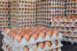 FDA recalls 19 million eggs and warns of death from ...