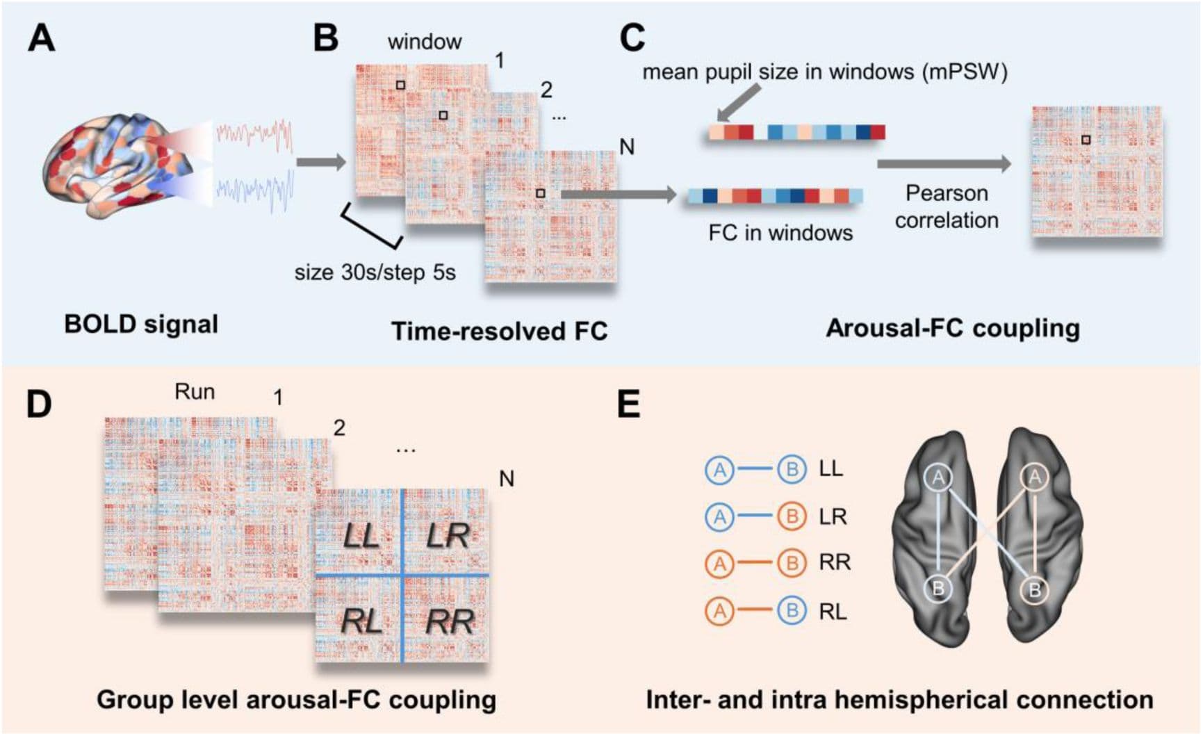 Arousal modulates functional connectivity through structured and hemispherically asymmetric community architecture during wakefulness