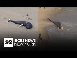 Two dead whales wash ashore at local beaches, raising concern among experts