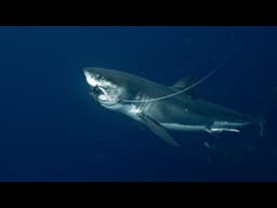 SHARKIVES Ep. 15 | A TON OF BLOOD