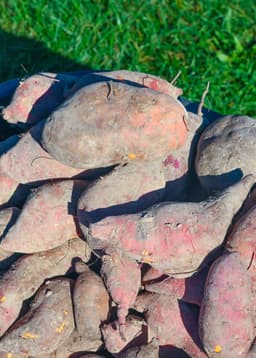 How to grow Sweet Potatoes | Everything You Need to Know